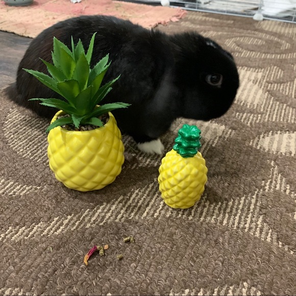 Meet your Posher, The Prickly Pineapple Shoppe - Picture 2 of 5